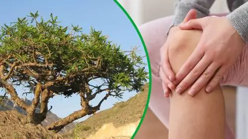 Boswellia останавливает боль и воспаление в суставах