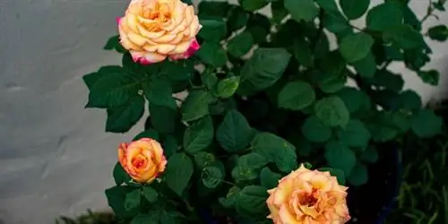 Как ухаживать за розами, чтобы они быстро цвели и не увядали, легко на практике