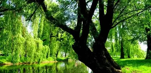 старший в реке старший в реке