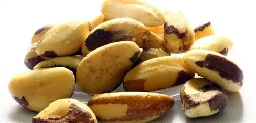 Бразильские орехи, вкусный вариант, чтобы обогатить наш организм