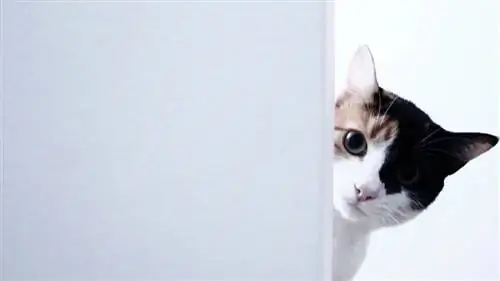 Любопытные факты о кошках, о которых вы, возможно, не знали