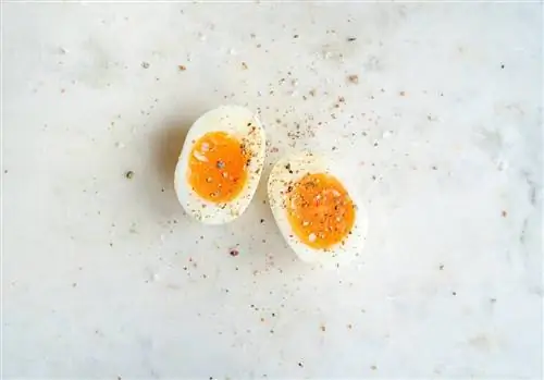 яичные белки яичные белки