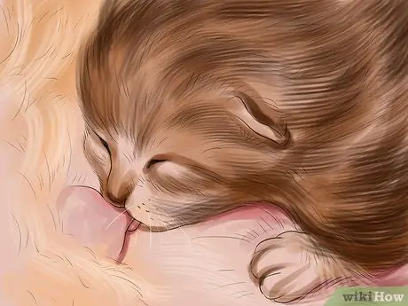 Знакомьте котят с твердой пищей Шаг 1 Знакомьте котят с твердой пищей Шаг 1