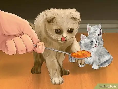 Знакомьте котят с твердой пищей Шаг 11 Знакомьте котят с твердой пищей Шаг 11