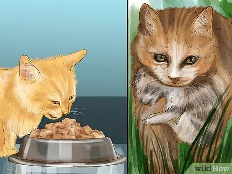 Знакомьте котят с твердой пищей Шаг 2 Знакомьте котят с твердой пищей Шаг 2