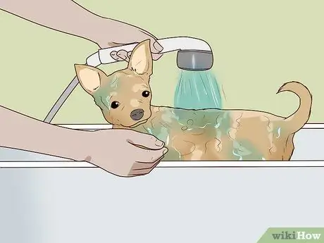Вымой чихуахуа Шаг 8