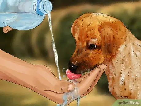 Лечить лихорадку у собак Шаг 4