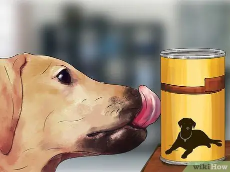 Лечить лихорадку у собак Шаг 6