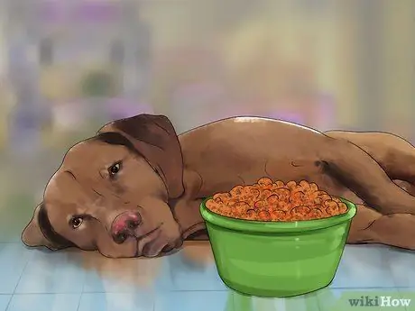 Лечить лихорадку у собак Шаг 8