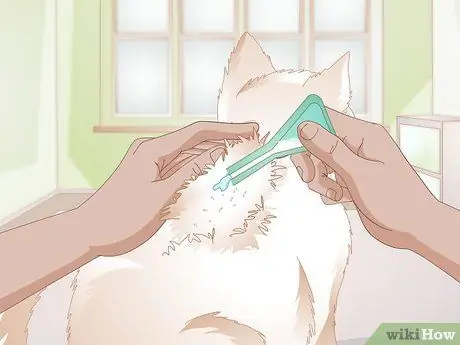 Администрирование Frontline for Cats Шаг 3 Администрирование Frontline for Cats Шаг 3