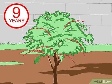 Grow_Cultivate Coffee Шаг 16