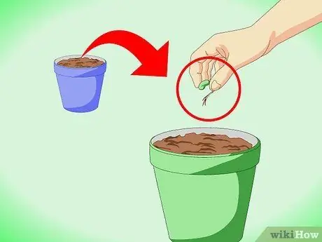 Grow_Cultivate Coffee Шаг 5