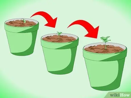 Grow_Cultivate Coffee Шаг 6