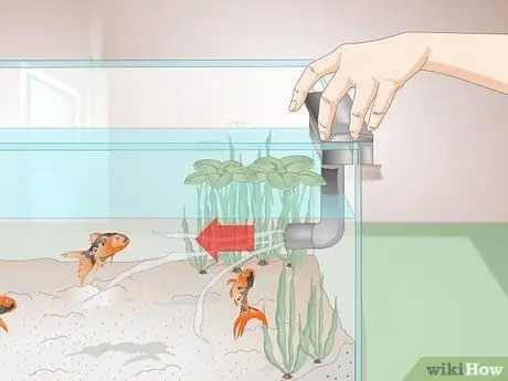 Лечение красных слизистых водорослей в морских аквариумах Шаг 10 Лечение красных слизистых водорослей в морских аквариумах Шаг 10