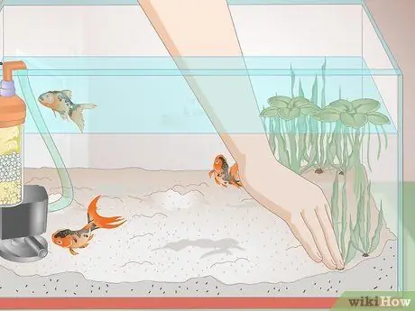 Лечение красных слизистых водорослей в морских аквариумах Шаг 7 Лечение красных слизистых водорослей в морских аквариумах Шаг 7