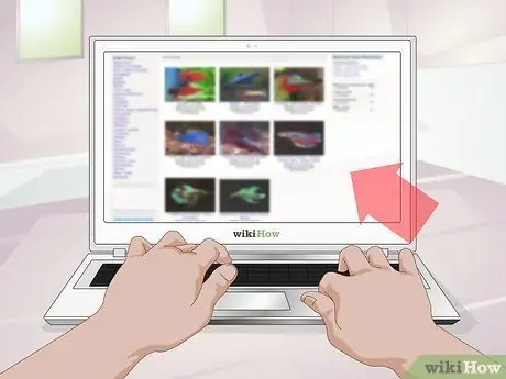 Выберите рыбу Betta Fish Шаг 3 Выберите рыбу Betta Fish Шаг 3