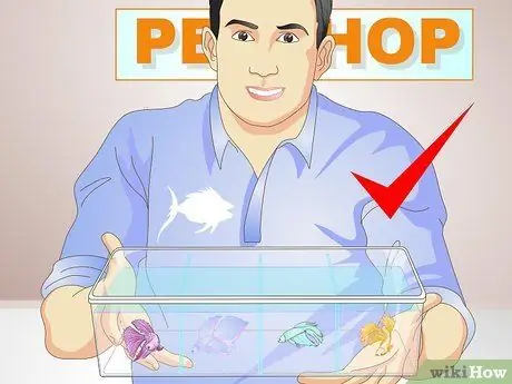 Выборочное разведение Betta Fish Шаг 1 Выборочное разведение Betta Fish Шаг 1