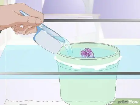 Акклиматизируйте вашу Betta Шаг 10 Акклиматизируйте вашу Betta Шаг 10