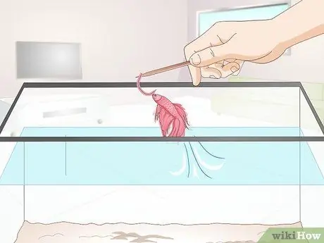 Тренируйте Betta Fish Шаг 8 Тренируйте Betta Fish Шаг 8