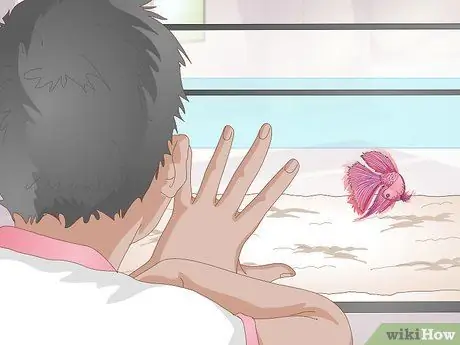Тренируйте Betta Fish Шаг 1 Тренируйте Betta Fish Шаг 1