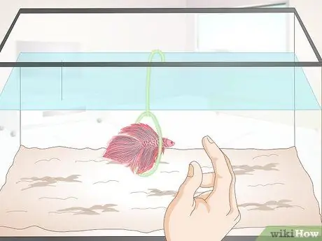 Тренируйте Betta Fish Шаг 9 Тренируйте Betta Fish Шаг 9