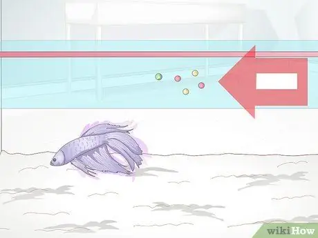 Покормить Betta Fish Шаг 2