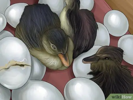 Вылупить яйцо утки кряквы Шаг 11