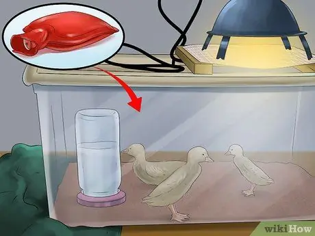 Вылупить яйцо утки кряквы Шаг 12