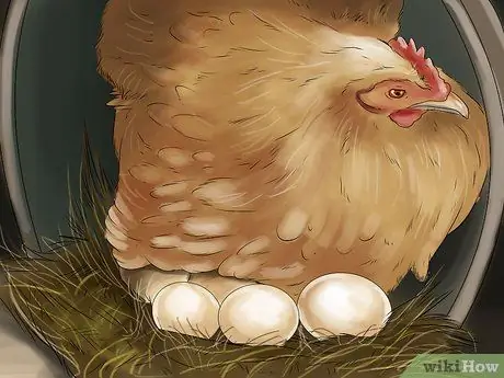 Вылупить яйцо утки кряквы Шаг 4
