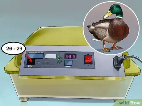 Вылупить яйцо утки кряквы Шаг 7