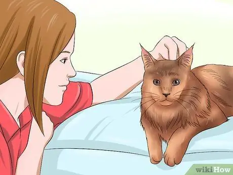 Уход за кошкой мейн-кун Шаг 2 Уход за кошкой мейн-кун Шаг 2