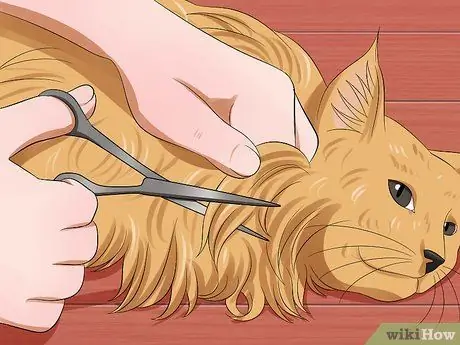 Уход за кошкой мейн-кун Шаг 5 Уход за кошкой мейн-кун Шаг 5