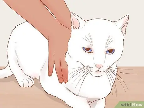 Справиться с кошкой, которая внезапно нападает на вас Шаг 2 Справиться с кошкой, которая внезапно нападает на вас Шаг 2