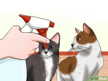 Прервать кошачью драку, шаг 2 Прервать кошачью драку, шаг 2