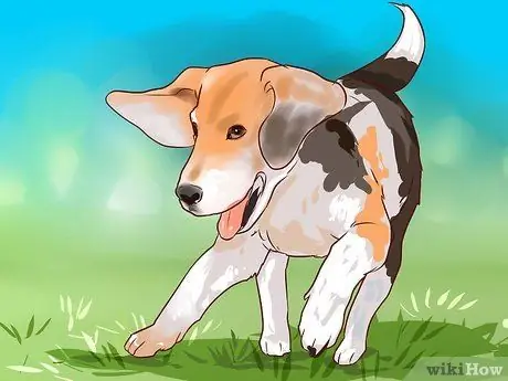 Train Beagles Шаг 1
