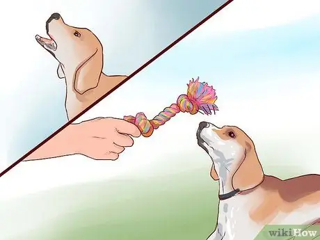 Train Beagles Шаг 11