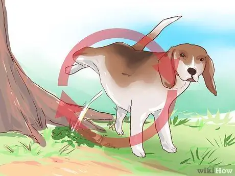 Train Beagles Шаг 14