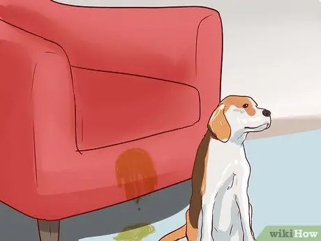 Train Beagles Шаг 17