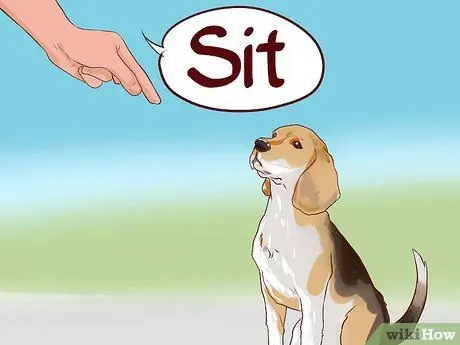 Train Beagles, шаг 3
