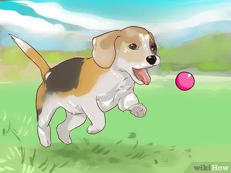 Train Beagles Шаг 5