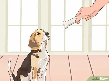Train Beagles Шаг 6