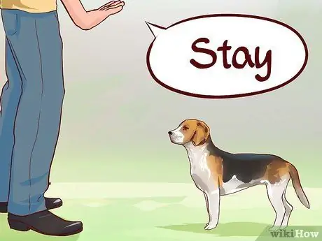 Train Beagles Шаг 7