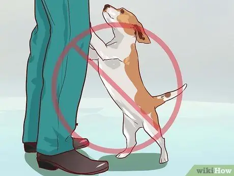 Train Beagles Шаг 8