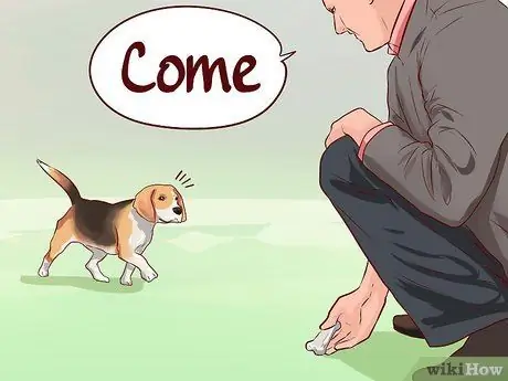 Train Beagles Шаг 9