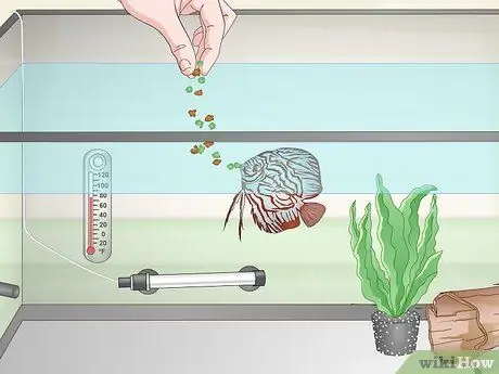 Keep Discus Step 10 Keep Discus Step 10