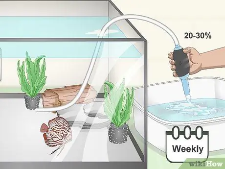 Keep Discus Step 8 Keep Discus Step 8