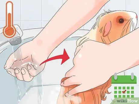 Уход за морской свинкой Coronet Step 10 Уход за морской свинкой Coronet Step 10