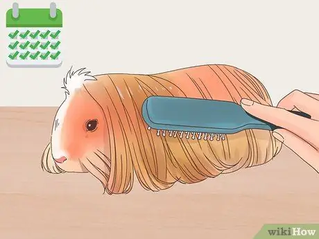 Уход за морской свинкой Coronet Step 7 Уход за морской свинкой Coronet Step 7