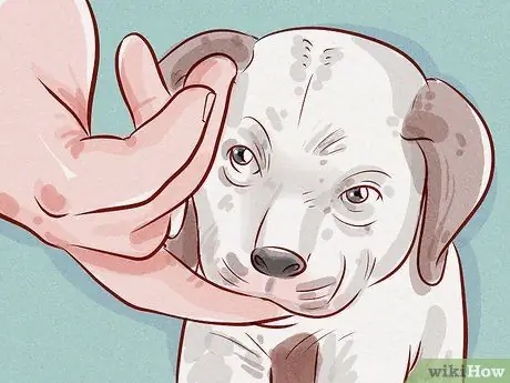 Deworm a Puppy Шаг 10 Deworm a Puppy Шаг 10