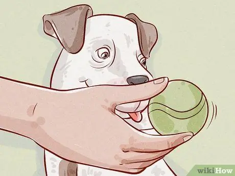Deworm a Puppy Шаг 9 Deworm a Puppy Шаг 9